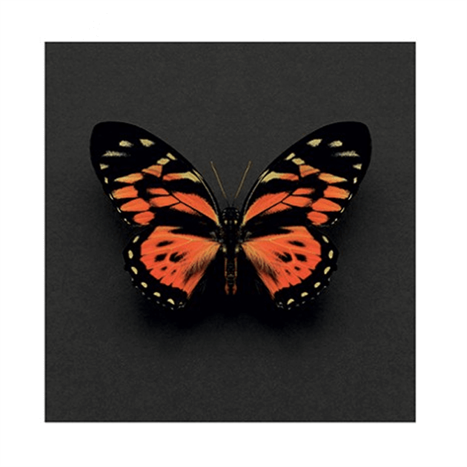 Pyramid Art Group Alyson Fennel Tiger Butterfly Canvas Print